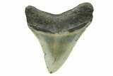 Serrated, Juvenile Megalodon Tooth - North Carolina #294458-1